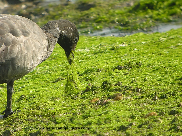 brent goose, brent geese, gees-3.jpg - BRENT GOOSE - FISHERY CREEK - SUNNY HAYLING ISLAND